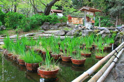 Cultivated rice plants in Kamakura, Japan