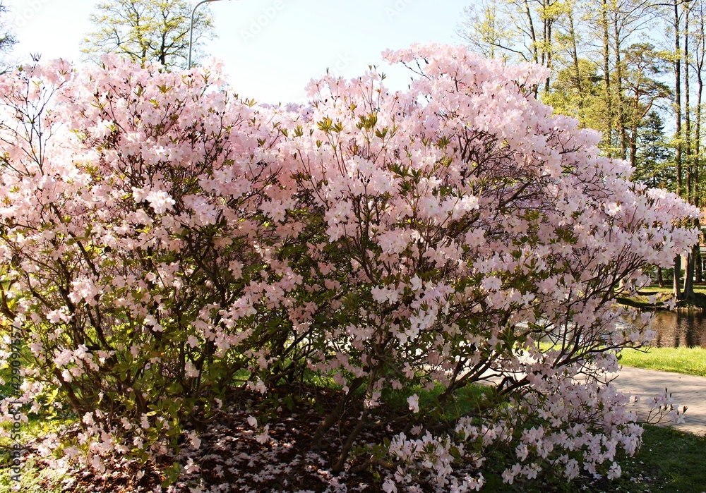 Large bush in a city park with many delicate white violet flowers