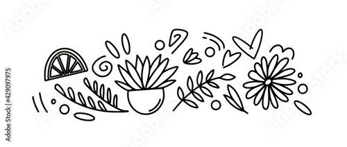 illustration of a plant