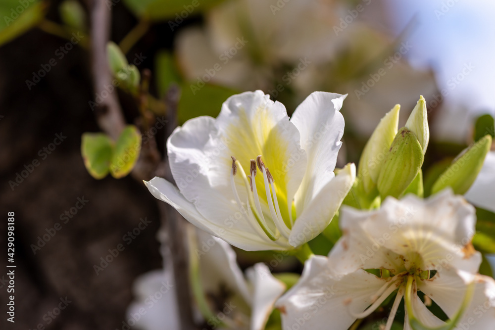 White Bauhinia Variegata blooms on a spring morning in the Kfar Saba park in Israel. Selective focus. White Bauhinia Variegata blooms on a spring morning in the Kfar Saba park in Israel. Selective focus.