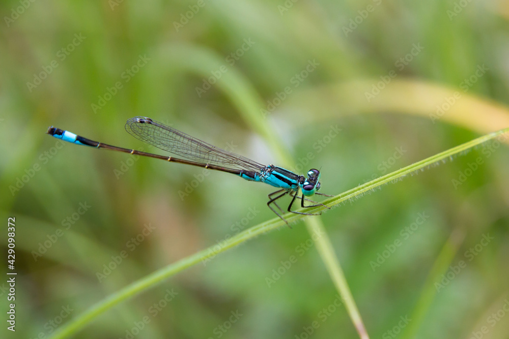 Male of blue-tailed damselfly (Ischnura elegans) sitting on the plant in a sunny day near the Rauchwart lake. Burgenland, Austria. Male of blue-tailed damselfly (Ischnura elegans) sitting on the plant in a sunny day near the Rauchwart lake. Burgenland, Austria.