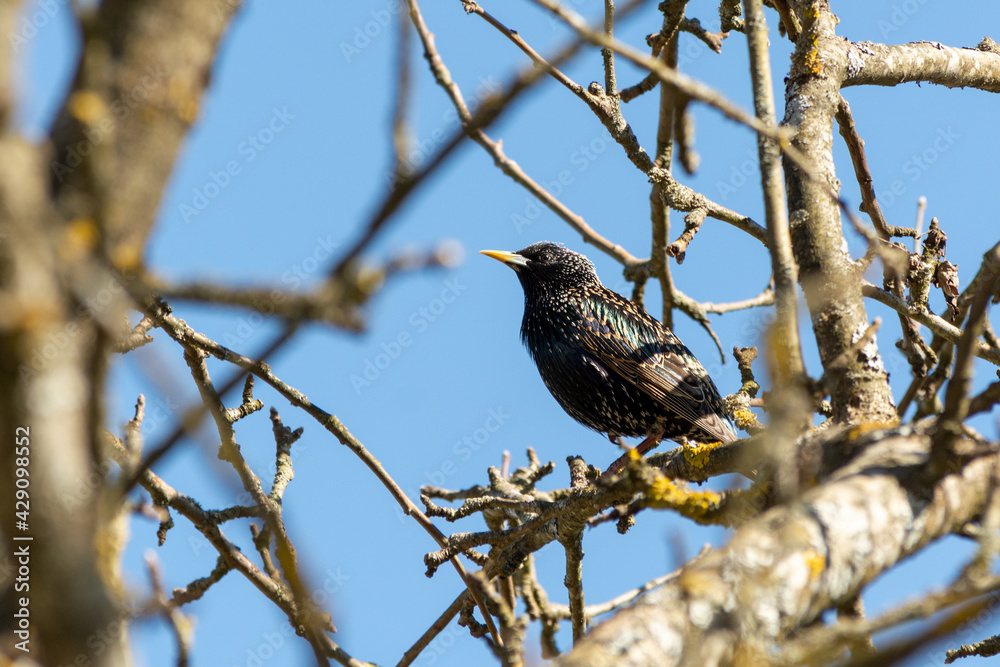 starling sits on a tree branch against a blue sky starling sits on a tree branch against a blue sky