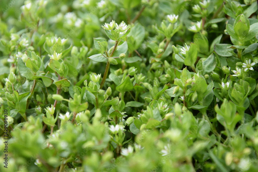 Stellaria media, chickweed blooming on spring Stellaria media, chickweed blooming on spring