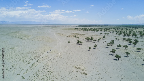 savannah  green plants in the Mongolian desert against the backdrop of mountains