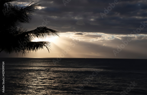 Humpback Whale Spout on Horizon at Daybreak over Ocean