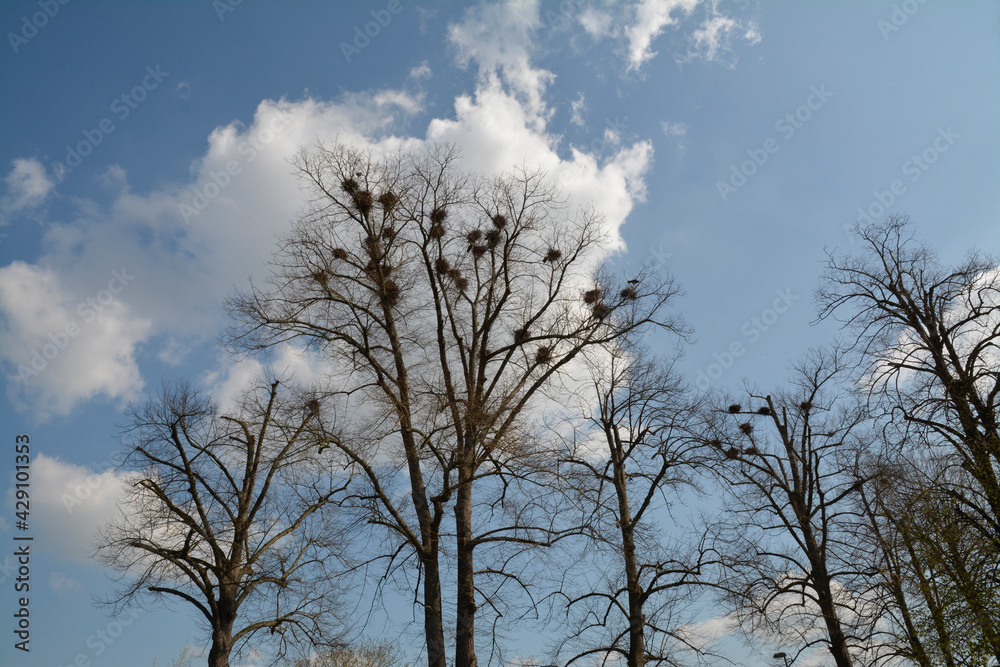 vogelnester vogelnester