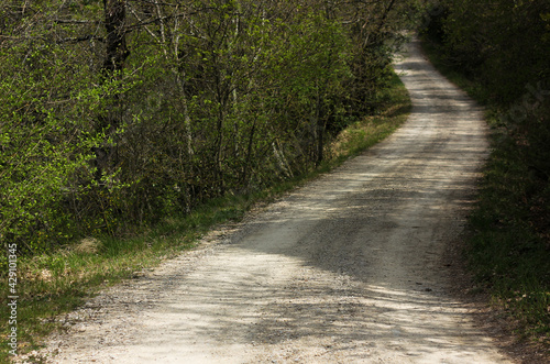 country road in Tuscany, among the forest and surrounded by cypresses and conifers 