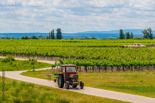 view of a vineyard situated next to neusiedlersee in Austria. photo