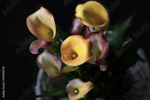 Close-up of Calla Lily flowers growing in a flowerpot
