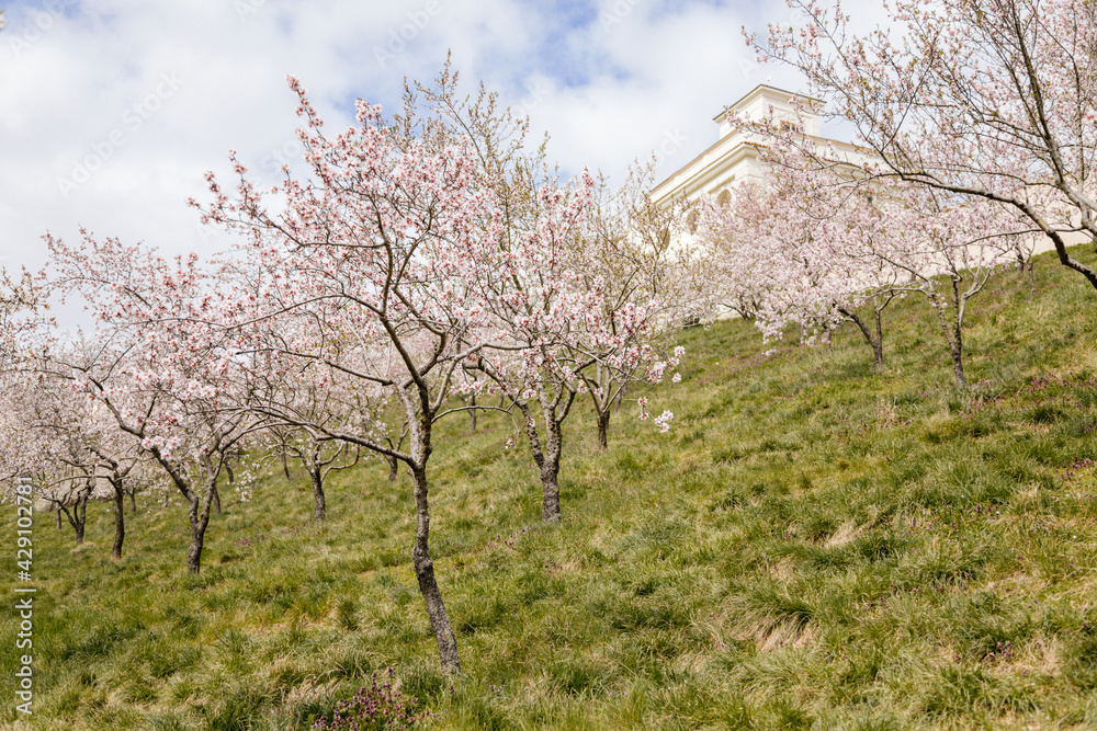 Petrin hill city center, cherry apple blossom, white flowering fruit trees orchard, early spring sunny day, selective focus, blurred background, Seminar garden, Prague, Czech Republic Petrin hill city center, cherry apple blossom, white flowering fruit trees orchard, early spring sunny day, selective focus, blurred background, Seminar garden, Prague, Czech Republic