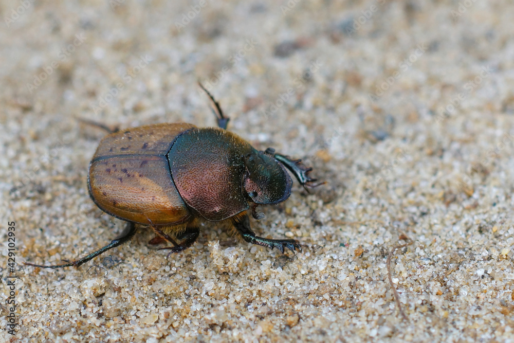 Closeup of a dung beetle, Onthophagus coenobita crawling in the sand Closeup of a dung beetle, Onthophagus coenobita crawling in the sand