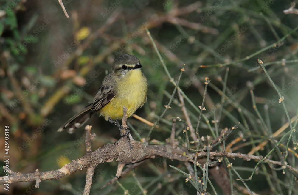 Greater Wagtail tyrant, Chaco Forest, Argentina Greater Wagtail tyrant, Chaco Forest, Argentina