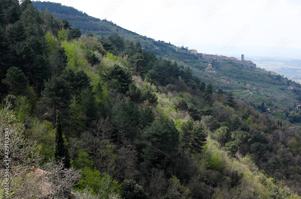 Top view of a dense forest with various trees in Tuscany 