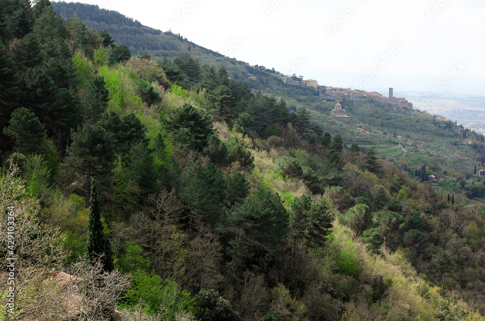 Top view of a dense forest with various trees in Tuscany 