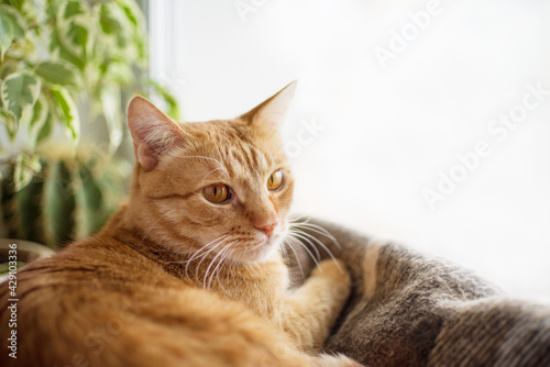 Red cute cat resting on a blanket on the windowsill and watching out the window