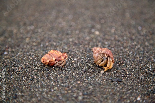 Closeup portrait of two Hermit Crabs (Pagurus samuelis) on empty beach Corcovado National Park, Panama. photo