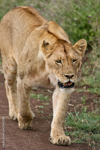 Closeup portrait of wild lion (Panthera leo) walking in Ngorongoro Crater, Tanzania. Tanzania.