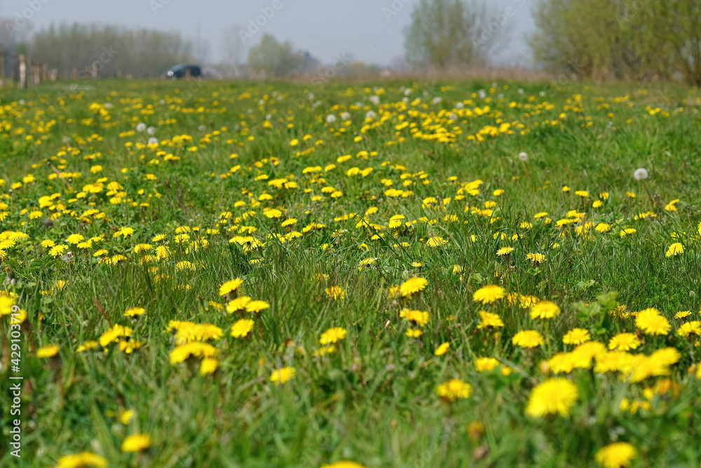 Fototapeta premium A landscape view of a grassland filled with plenty of yellow dandelion flowers, Taraxacum officinale. A bee-heaven for food