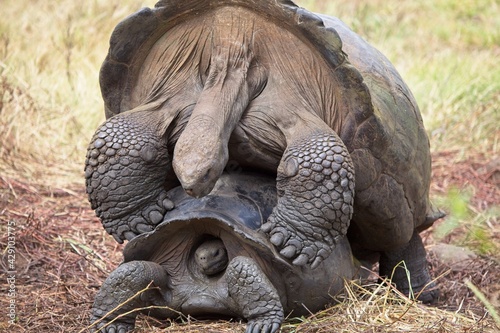 Closeup of two Galapagos Tortoise (Chelonoidis nigra) mating Galapagos Islands Ecuador.