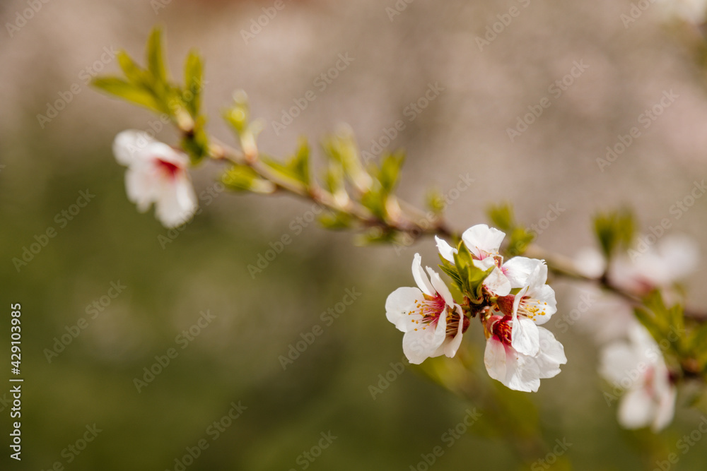 Close up apple blossom white and pink flowers, flowering branch of apple tree, picturesque symbol of early spring, Petrin hill, fruit orchard, sunny day, selective focus, blurred background, Prague