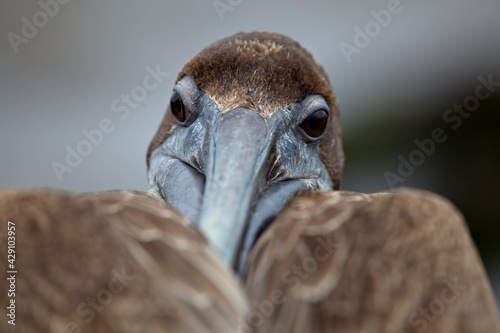 Head on closeup of Galapagos Brown Pelican (Pelecanus occidentalis urinator)  in Galapagos Islands photo