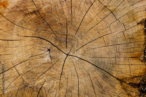 A saw cut of an ancient tree, yellow, brown and beige, on which century-old rings are visible. 