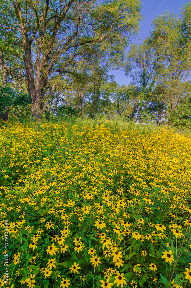 Obraz premium 627-33 Black-Eyed Susans at Rock Run FP