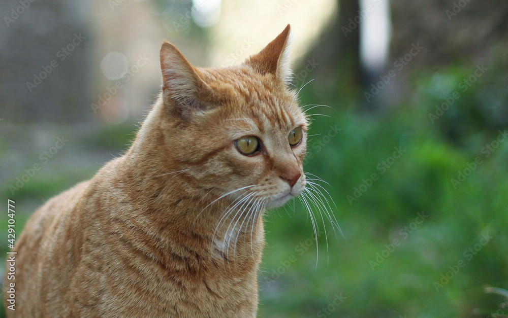 Portrait of a street ginger cat, against a blurred green nature background Portrait of a street ginger cat, against a blurred green nature background