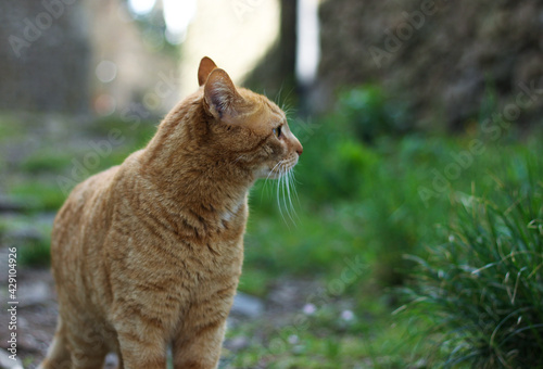 Portrait of a street ginger cat, against a blurred green nature background 