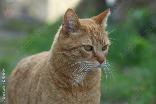 Portrait of a street ginger cat, against a blurred green nature background 