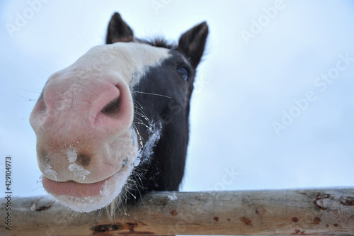 close up of  pink nose of a Black colored Clydesdale horse