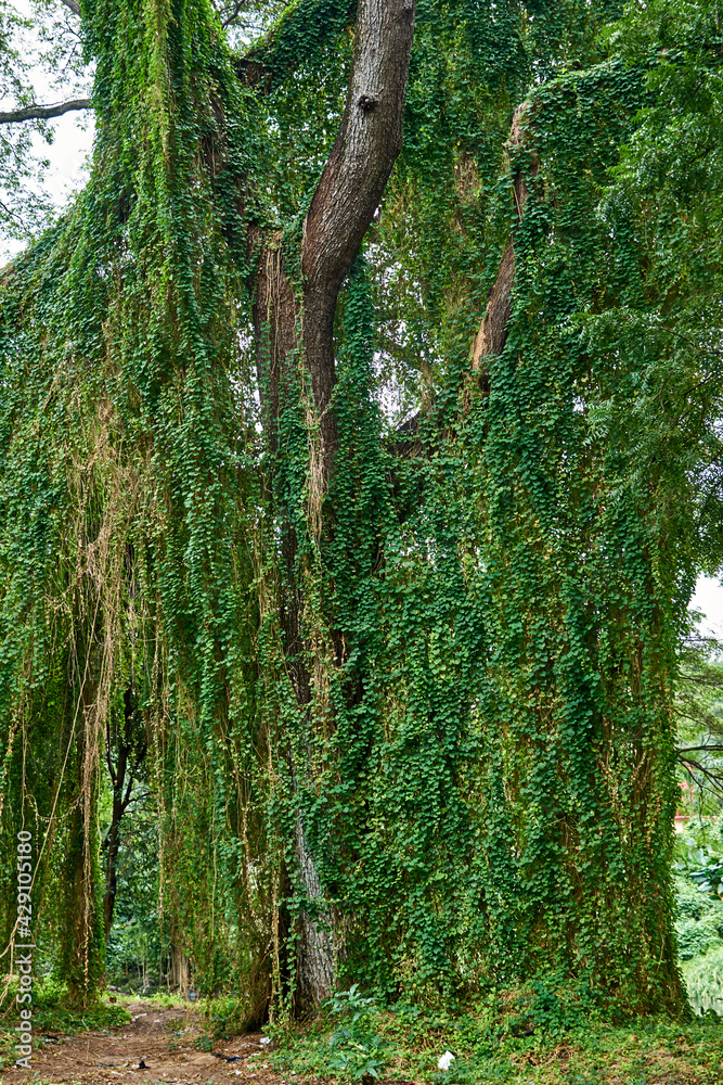 Fototapeta premium Cuba. Havana. Almendares Park. The Green Scenery of Josephine Island