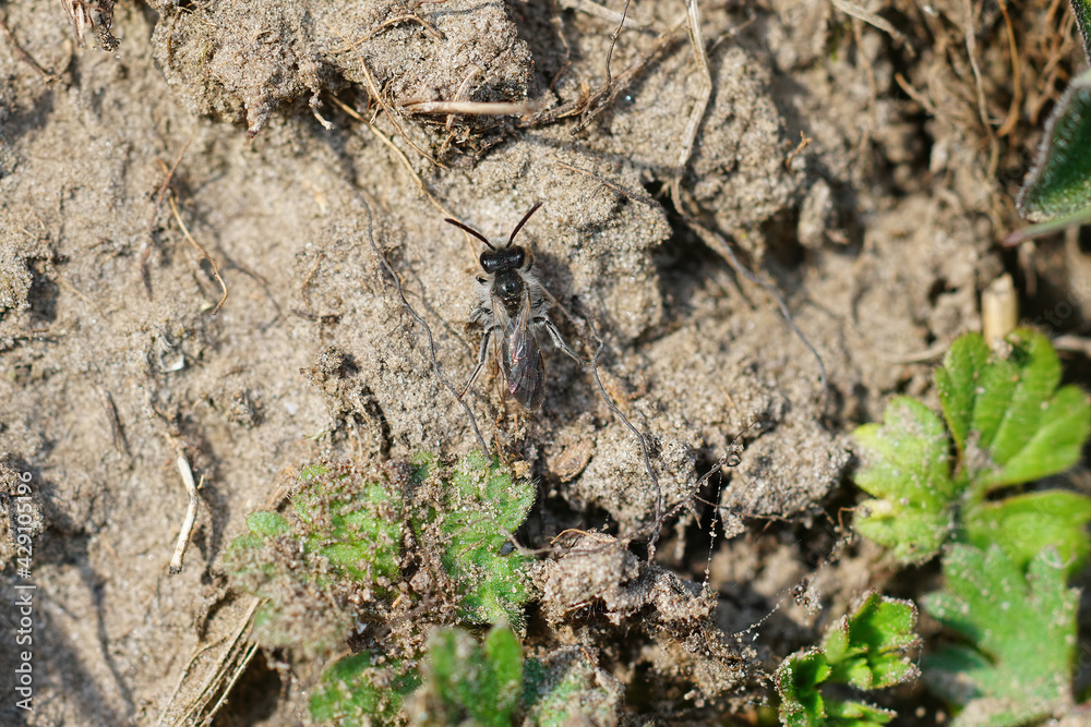 Closeup of a male red - bellied miner, Andrena venrtalis on the ground Closeup of a male red - bellied miner, Andrena venrtalis on the ground