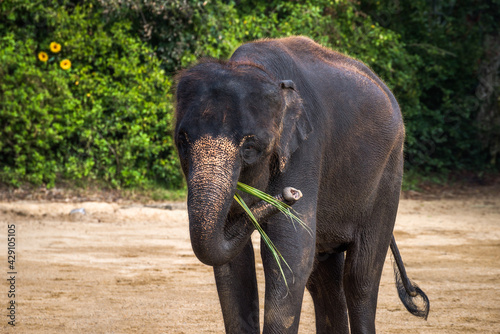 Obraz na płótnie Asian Elephant Eating Palm Leaves Alone on a Dirt with Bush in Background w salonie