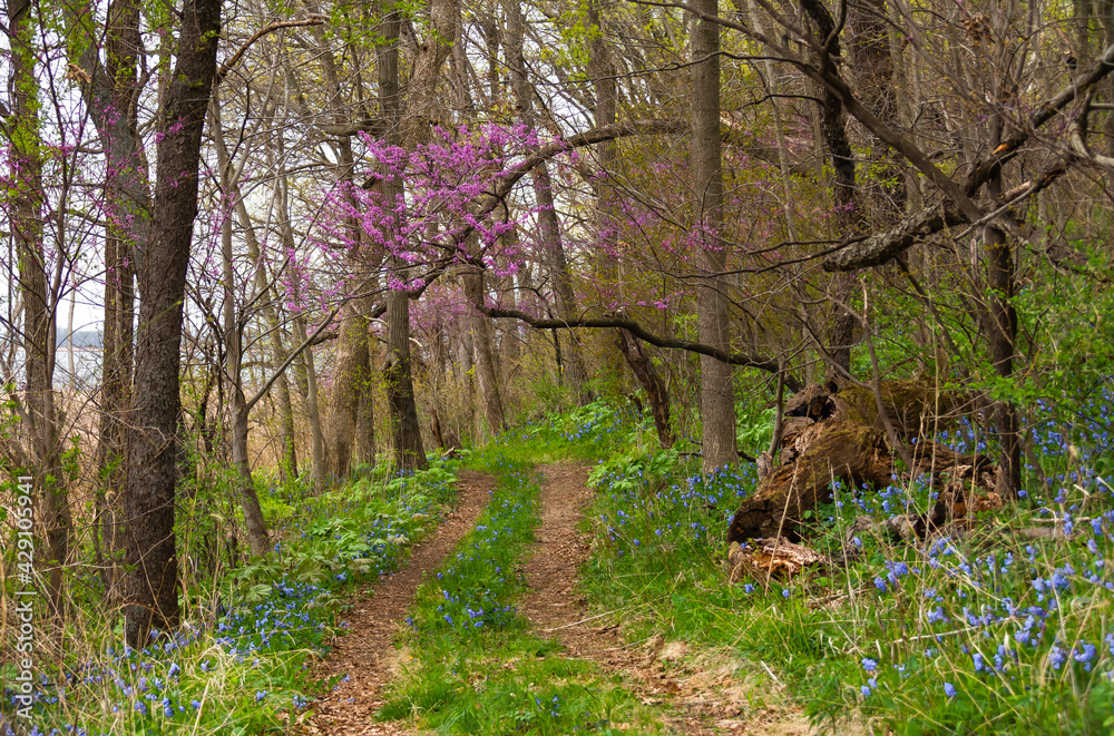 Fototapeta premium Trail in the woods.