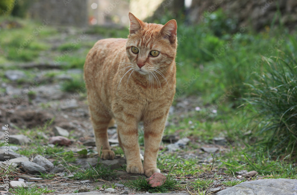 Portrait of a street ginger cat, against a blurred green nature background 