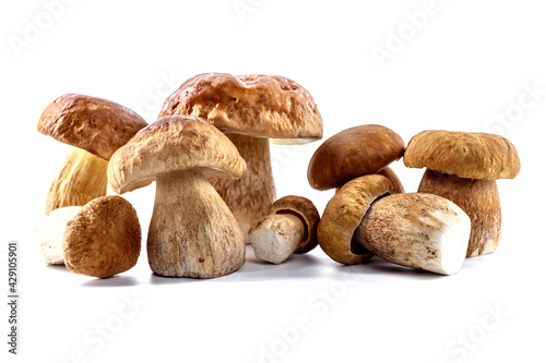 Group boletus mushroom isolated on white background.Boletus mushrooms, Porcini Mushroom, Forest, Edible Mushroom