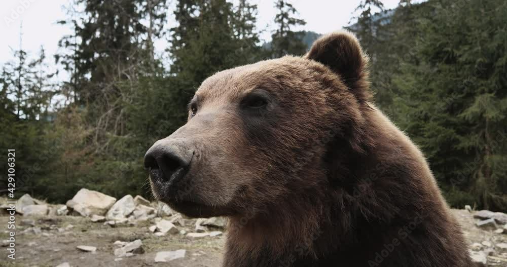 Close-up Portrait of Carpathian Brown Bear in Wild Nature. Dangerous Power fool Animals in Forest, Wildlife of Bears, Flora, and Fauna, living in wild free Habitat. Nature. Landscape. Wood. Close-up Portrait of Carpathian Brown Bear in Wild Nature. Dangerous Power fool Animals in Forest, Wildlife of Bears, Flora, and Fauna, living in wild free Habitat. Nature. Landscape. Wood.