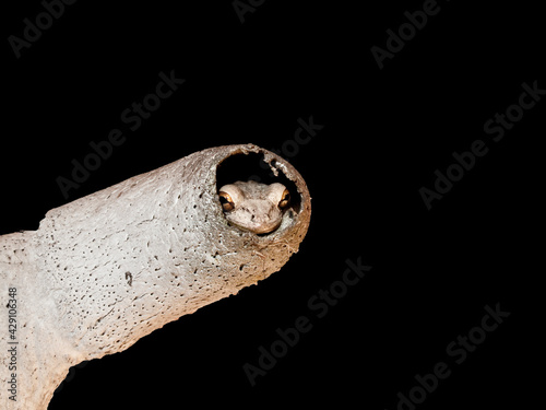 Cuban Tree Frog peeping out of a weathered in bull skull horn against a black background.  photo