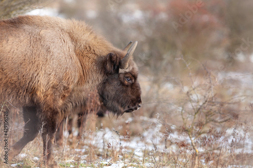 European bison in snowy nature. Bison in the bushes area. European wildlife. 