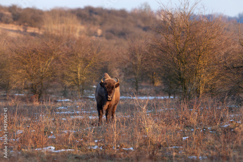 European bison in snowy nature. Bison in the bushes area. European wildlife. 