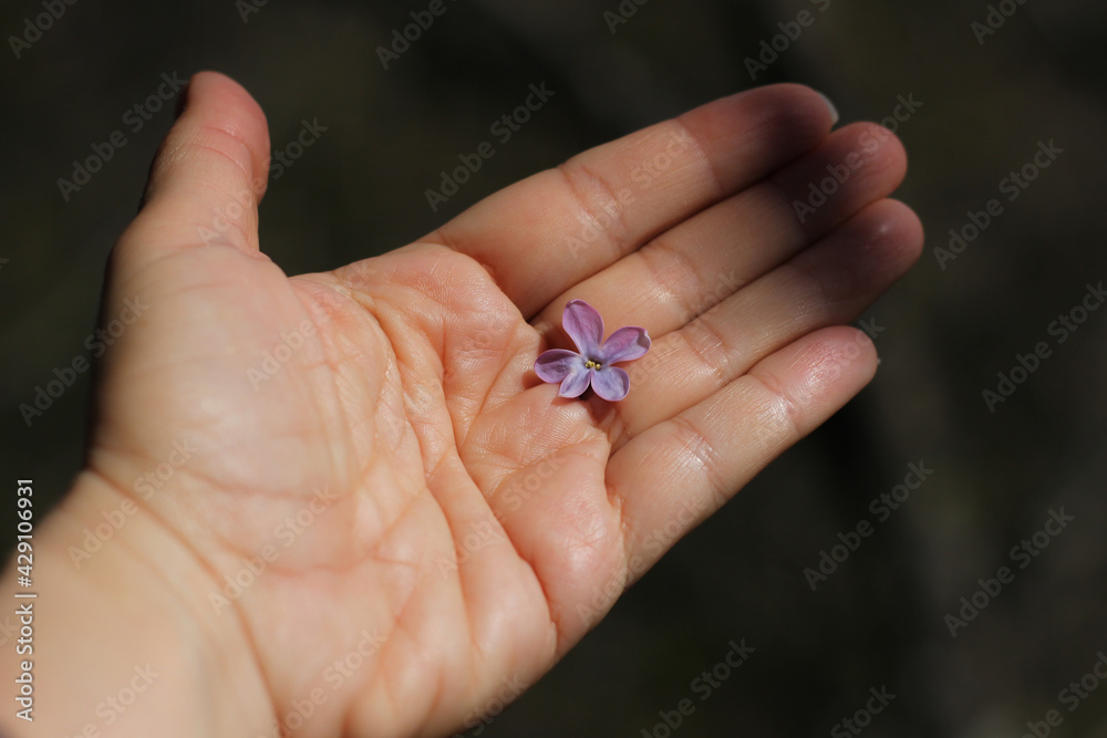 female palm with life lines, on which lies one lilac flower, on a blurred dark background 