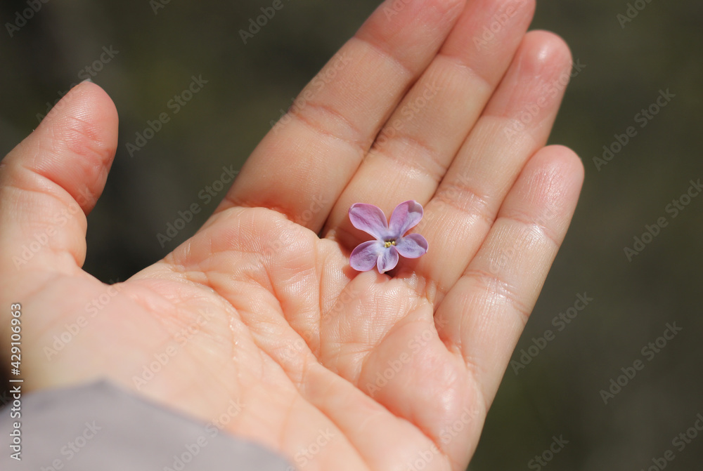 female palm with life lines, on which lies one lilac flower, on a blurred dark background female palm with life lines, on which lies one lilac flower, on a blurred dark background