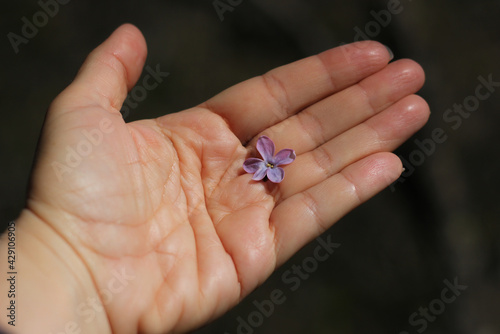 female palm with life lines, on which lies one lilac flower, on a blurred dark background 