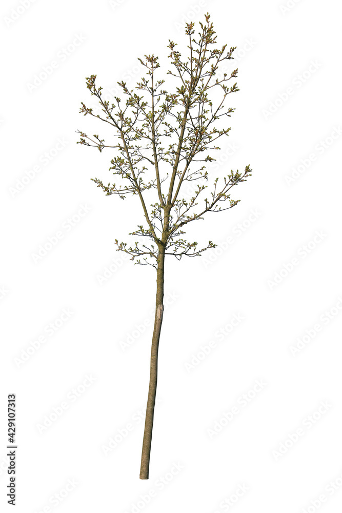 Fototapeta premium Deciduous Tree in Spring, cutout tree with white background
