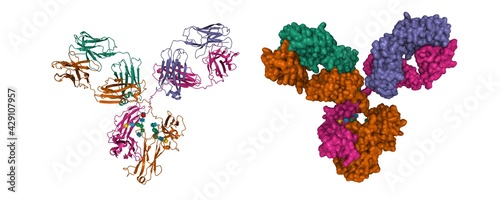 Structure of human immunoglobulin, 3D cartoon and Gaussian surface models, white background