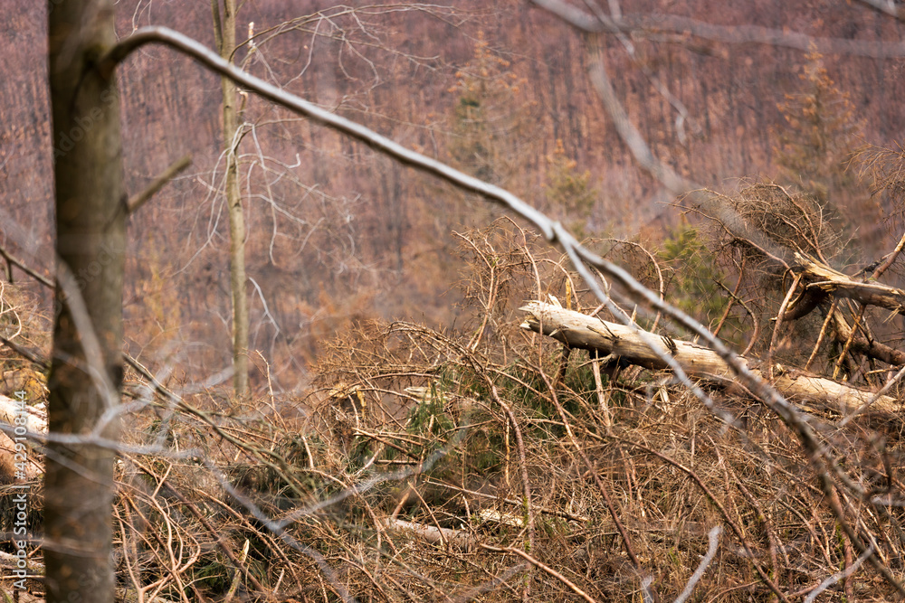 a felled bark beetle forest part blur background a felled bark beetle forest part blur background