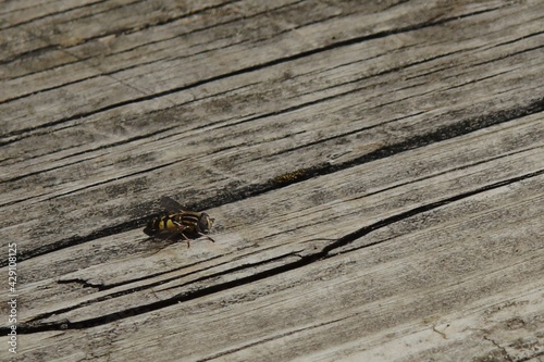 Bee resting on a wooden dock