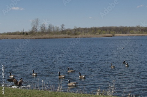 Fotografia Geese flying into the lake