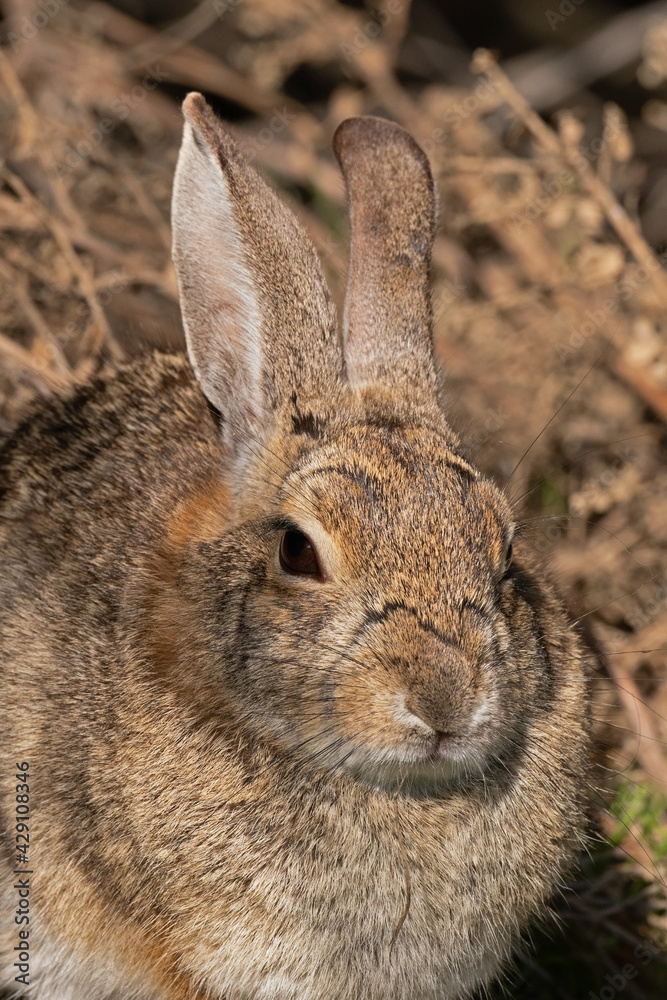 Fototapeta premium A Riparian Brush Rabbit Portrait